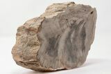 Devonian Petrified Wood From Oklahoma - Oldest True Wood #198072-2